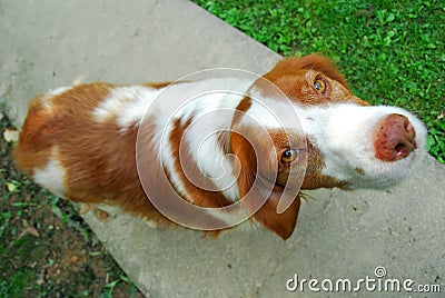 Brittany Spaniel Dog Stock Photo