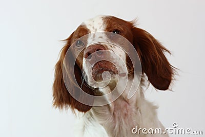 Brittany spaniel dog looking to the side Stock Photo
