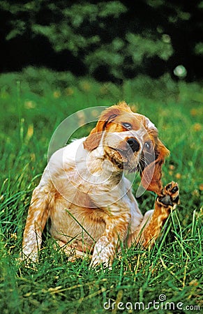 Brittany Spaniel Dog, Puppy Scratching its Ears Stock Photo