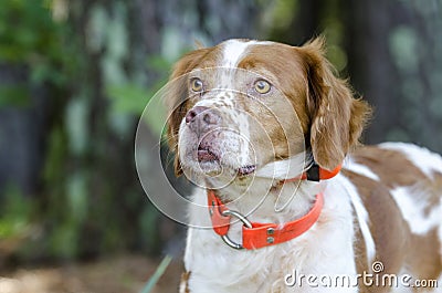 Brittany Spaniel hunting dog with safety orange tracking collar Stock Photo