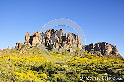 Brittlebush in Bloom Stock Photo