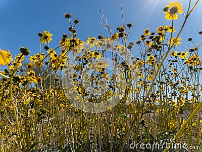 Brittlebush brings yellow to the desert Stock Photo