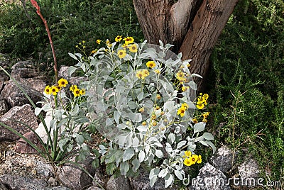 Brittlebush in a desert garden Stock Photo