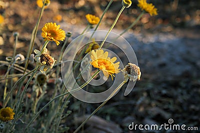 Brittlebush Desert Flowers Stock Photo