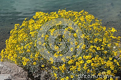 Brittlebush in full bloom at lakeside Stock Photo