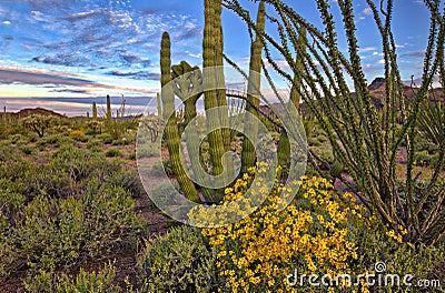 Brittlebush Stock Photo