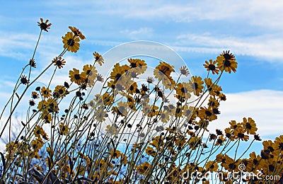 Brittlebush uner blue sky, Anza Borrego Desert State Park Stock Photo