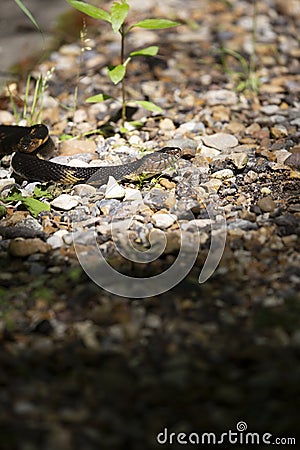 Broad-Banded Water Snakes Mating Stock Photo
