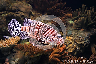 Broad barred firefish Stock Photo