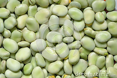 Broad Bean Stock Photo