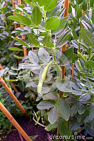 Broad bean plantation Stock Photo