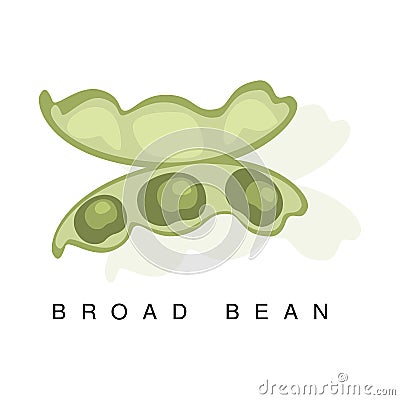 Broad Bean Pod, Infographic Illustration With Realistic Pod-Bearing Legumes Plant And Its Name Vector Illustration