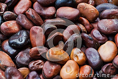 Broad bean seeds Stock Photo