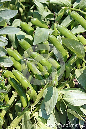 Broad bean in the vegetable garden Stock Photo