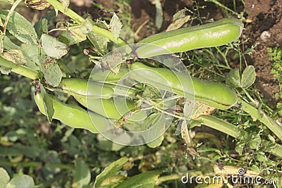 Broad beans Stock Photo