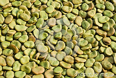 Broad Beans background Stock Photo