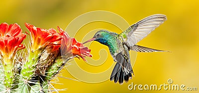 Broad Billed Hummingbird Stock Photo