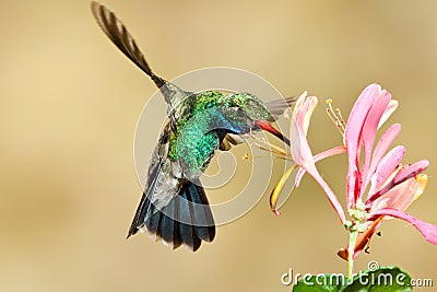 Broad Billed Hummingbird Stock Photo