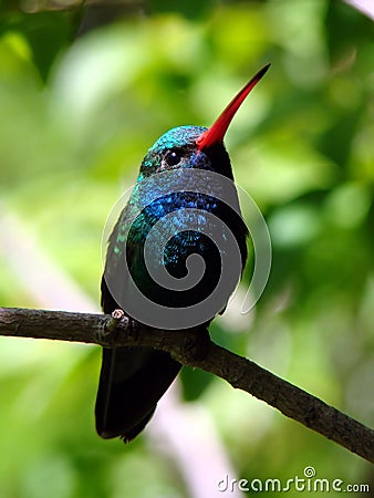 Broad-Billed Hummingbird Stock Photo