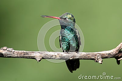 Broad-billed Hummingbird (Cynanthus latirostris) Stock Photo