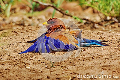 Broad-billed Roller Stock Photo