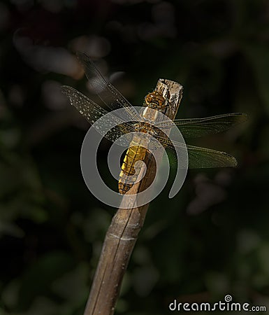 Broad bodied chase dragonfly Stock Photo