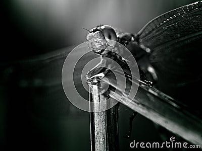 Broad-bodied Chaser Stock Photo