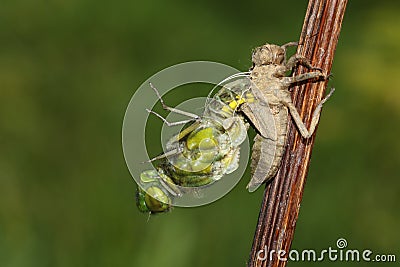 A Broad bodied Chaser Dragonfly Libellula depressa emerging from the back of the nymph . Stock Photo