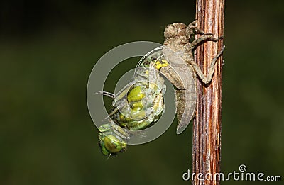 A Broad bodied Chaser Dragonfly Libellula depressa emerging from the back of the nymph . Stock Photo