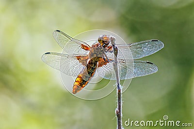 Broad-bodied Chaser Dragonfly - Libellula depressa at rest. Stock Photo