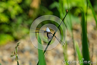 Broad-bodied chaser dragonfly male Libellula depressa with large transparent wings and light blue body sitting Stock Photo