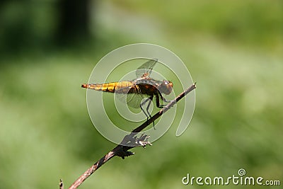 Broad-bodied Chaser (Libellula depressa) Stock Photo