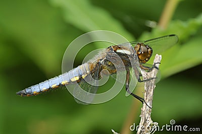 Broad-bodied Chaser - Libellula depressa Stock Photo