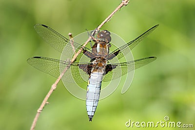 Broad-bodied Chaser (Libellula depressa) Stock Photo