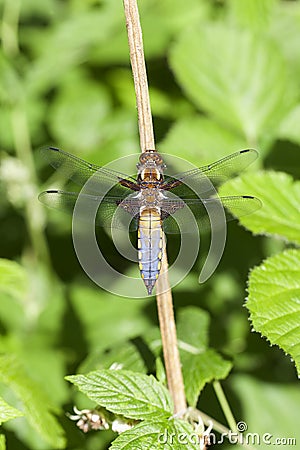 Broad-bodied chaser Stock Photo