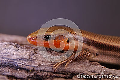 Broad-headed Skink Stock Photo