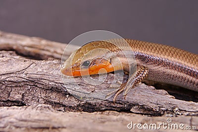 Broad-headed Skink Stock Photo