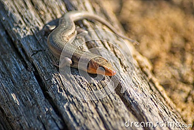 Broad-Headed Skink Stock Photo