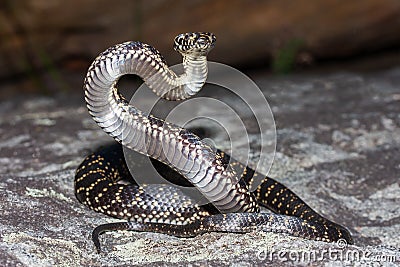 Broad-headed Snake Stock Photo