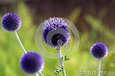 broad leaf globe thistles Stock Photo