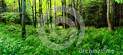 Broad leaf trees forest on summer day Stock Photo
