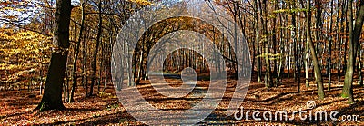 Broad leaf trees forest/woodland with gravel road at autumn afternoon daylight Stock Photo