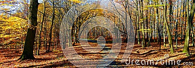 Broad leaf trees forest/woodland with gravel road at autumn afternoon daylight Stock Photo