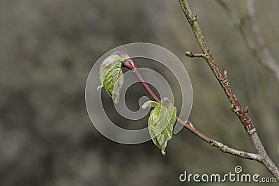 Broad-leaved lime, Tilia platyphyllos Stock Photo