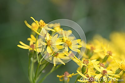 Broad-leaved ragwort, Senecio sarracenicus, golden-yellow flower Stock Photo