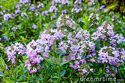 Broad-leaved thyme, lemon thyme. Thymus pulegioides. Nature Stock Photo