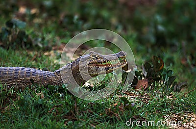 Broad Nosed Caiman, caiman latirostris, Adult standing on Grass, Pantanl in Brazil Stock Photo