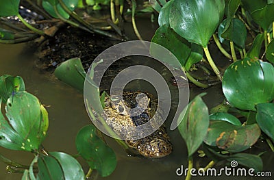 Broad Nosed Caiman, caiman latirostris, Adult standing in Swamp, Pantanl in Brazil Stock Photo