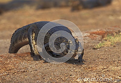 Broad Nosed Caiman, caiman latirostris, Adult walking, Pantanal in Brazil Stock Photo
