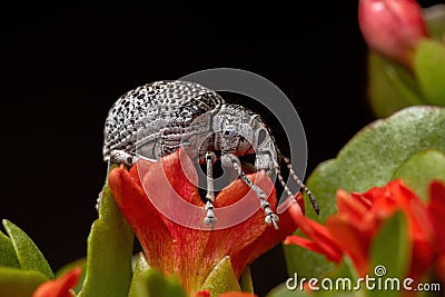 Broad-nosed Weevil on a red flower Stock Photo